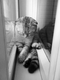 Close-up of cat relaxing on floor