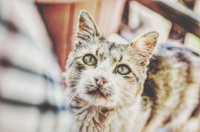 Close-up portrait of tabby cat