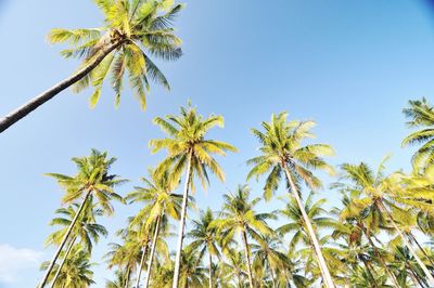 Low angle view of palm trees against clear sky