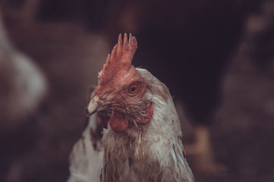 Close-up of chicken looking away