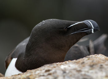 Close-up of penguin on rock