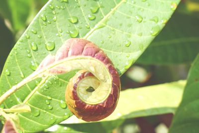 Close-up of raindrops on leaf