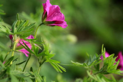 Close-up of pink flowering plant