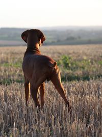 Dog standing on field