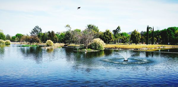 Swan flying over lake against sky