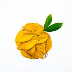 Close-up of yellow flower against white background
