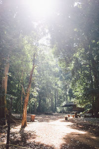 Trees in forest