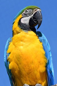 Portrait of a blue and yellow macaw