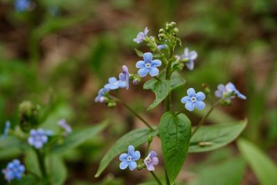 Close-up of purple flowering plant