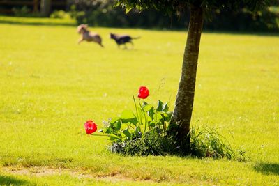 Close-up of red flowering plant on land
