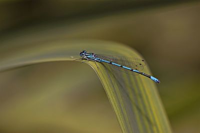 Close-up of damselfly on grass