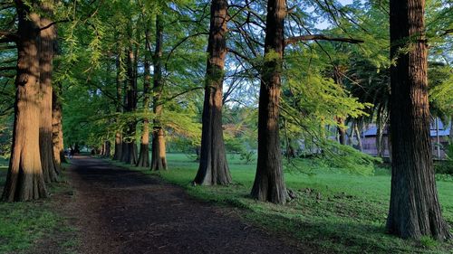 Footpath amidst trees in forest