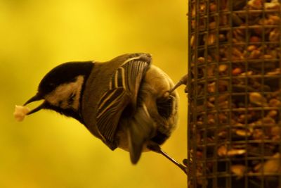 Close-up of bird perching on bird feeder