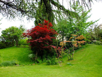 Trees on grassy field