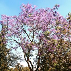 Low angle view of pink flowers blooming on tree