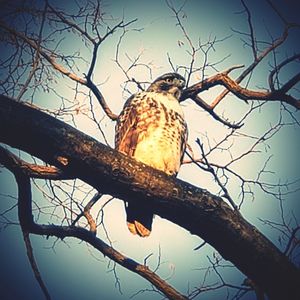 Low angle view of eagle perching on tree