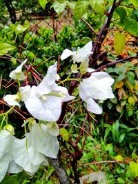 White flowers blooming on tree