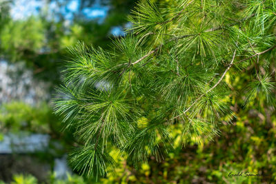 Close-up of pine tree