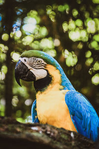 Close-up of a parrot