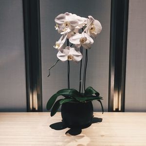 Close-up of flower vase on table