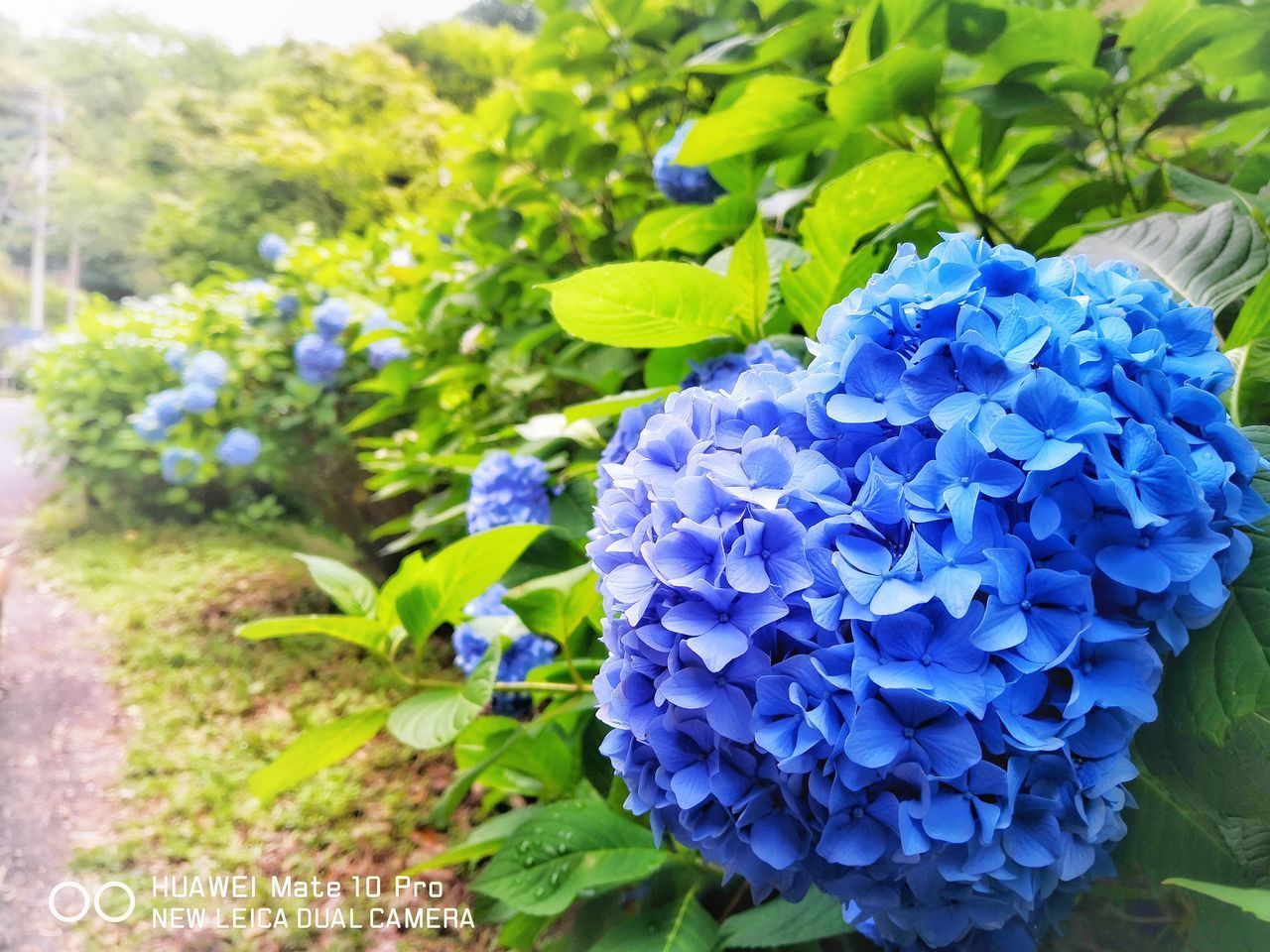 CLOSE-UP OF BLUE HYDRANGEA FLOWERS IN BLOOM
