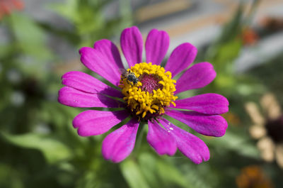 Close-up of pink flower