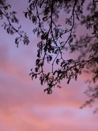 Low angle view of silhouette tree against romantic sky