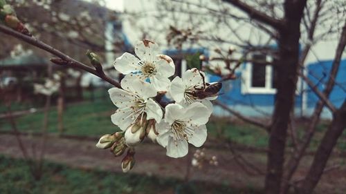 Close up of white flowers blooming on tree