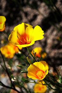 Close-up of yellow cosmos blooming outdoors