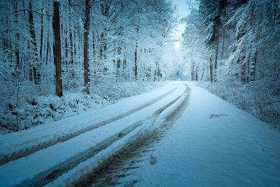 A road through a snowy forest, december day, eastern poland