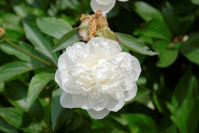 Close-up of white rose blooming outdoors