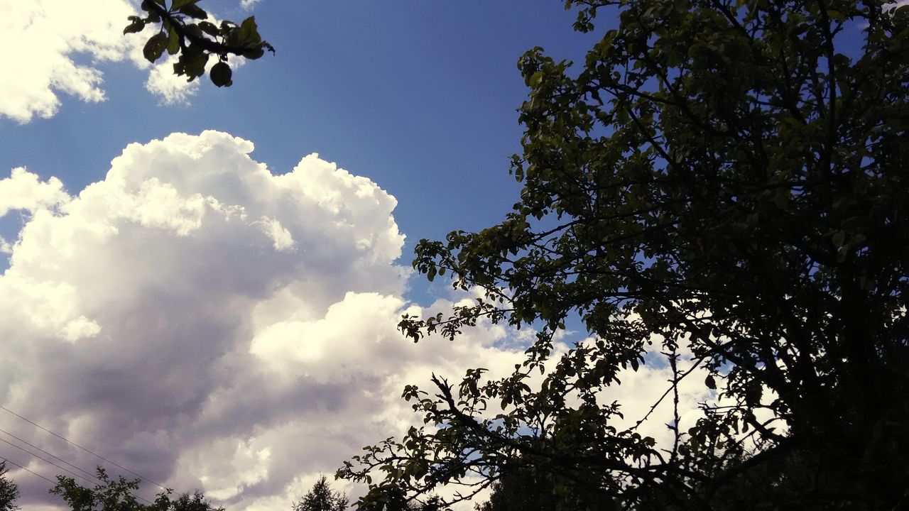 low angle view, tree, nature, sky, beauty in nature, no people, cloud - sky, outdoors, day, growth, silhouette, scenics, branch, height