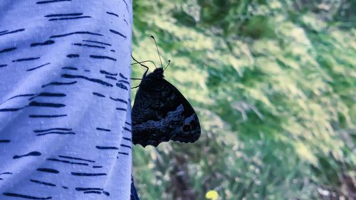 Close-up of butterfly on leaf