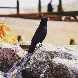 Close-up of bird perching on rock