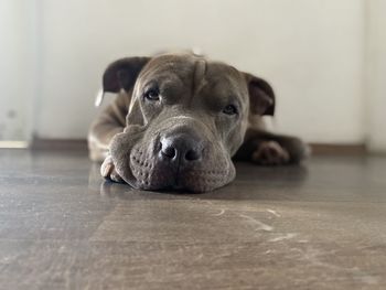 Close-up portrait of dog resting on floor