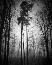 Bare trees in forest during winter