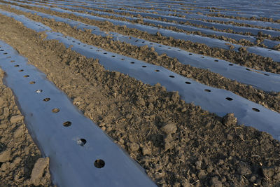 Full frame shot of agricultural field