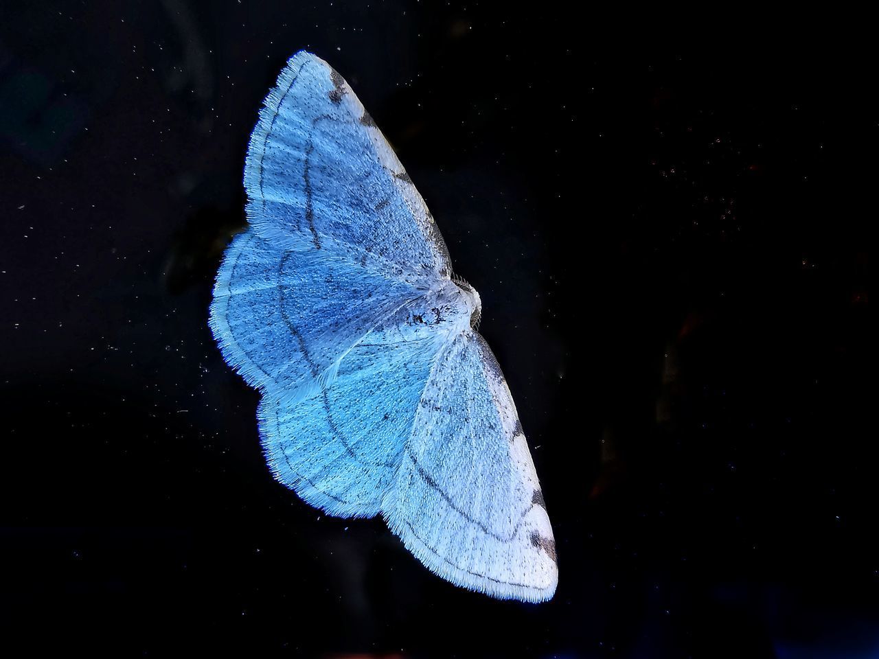 CLOSE-UP OF BUTTERFLY ON LEAF IN WATER