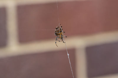 Close-up of spider on web