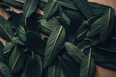 Sage for brewing tea.