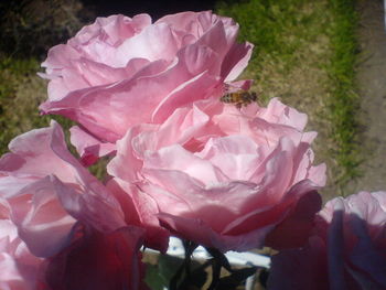 Close-up of pink flowers