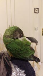 Close-up of parrot perching