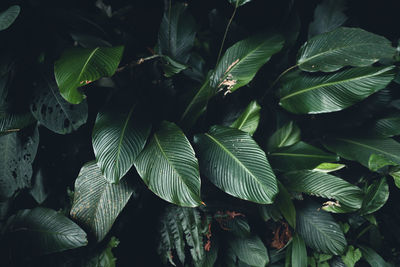 High angle view of leaves