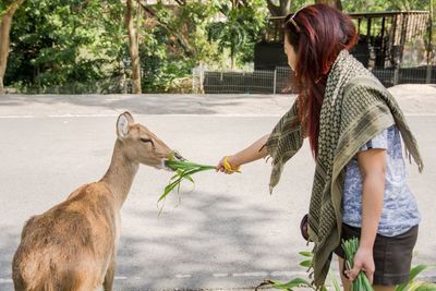 Side view of young woman feeding plant to deer in zoo