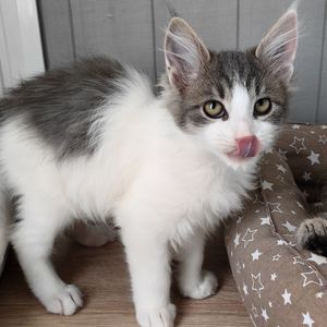 pet