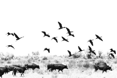 Flock of birds flying against clear sky