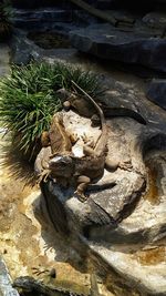 High angle view of rock on tree trunk