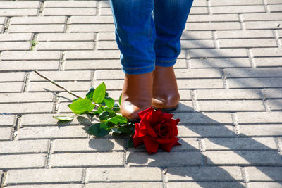 Low section of person standing on red rose