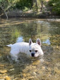 Portrait of dog swimming in lake