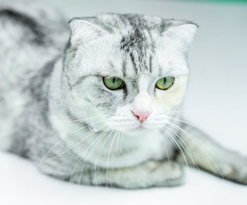 Close-up portrait of a cat